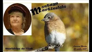 Merlebleu de l'Est, 20 octobre 2017