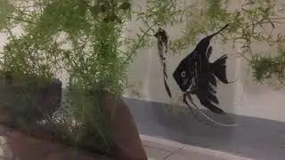 Angelfish pair in 35 gal tank