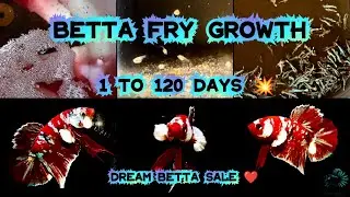 Betta Fry Care | Tips for growing Betta fry | Barongsai betta Sales | தமிழ்