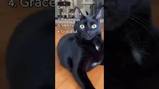 CatMoments #CatStealsFood #sneakycat #epiccatfails  #funnycatsoftiktok