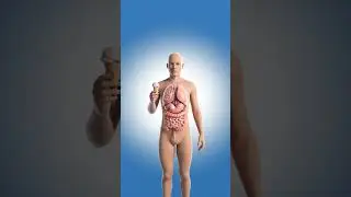 How Your Body Digests a Ice Cream in Seconds | Body Journey