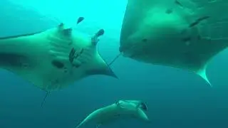 GOPR9336 Manta Alley - Dancing with Mantas (Komodo)