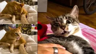 Funny Dogs & Shocked Cats Reactions | Cutest Pet Moments Compilation