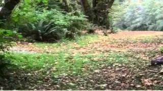 279 East Humptulips RD, Hoquiam, Wa 98520