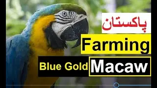 How to start Macaw Parrot business Pakistan l Blue Gold Macaw Farming l Breeding l Feed l Diseases