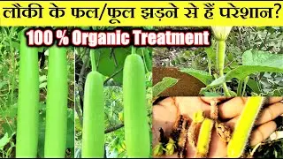 लौकी के छोटे फल सूखने और सड़ने का कारण तथा उपाय | Gourd Fruit Rot| lauki ke fal sookhna aur sadna