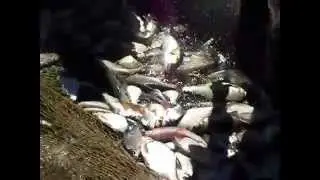 Seine fishing on lake Zaisan in Kazakhstan.