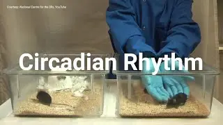 WVU analysis details the importance of testing nocturnal animals at night