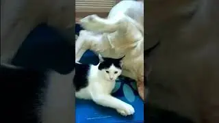 Собаки смешные 6 #shorts Pets Приколы с собаками Fun with dogs 狗 कुत्ता 犬 개 개 كلب Hund perro chien