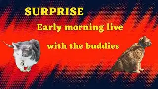 SURPRISE early morning live with the buddies #livestream #catslive 