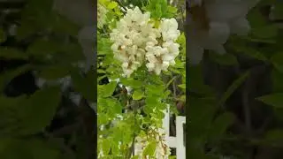Ни кто не знает что это цветёт!