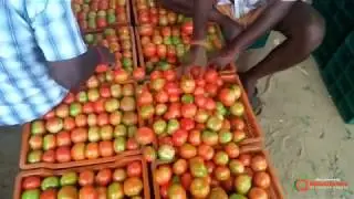 Export Quality Tomato Overview at Oddanchatram Vegetable Market