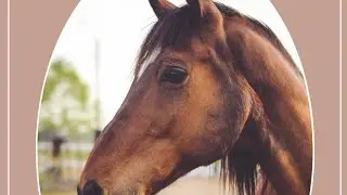 Mettre correctement un cheval sur la main !