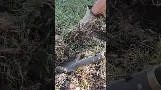 removing bamboo roots in yard #shortvideo #short
