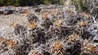 How we do it: Austrocactus