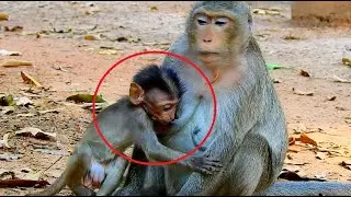 Mom try weaning poor baby monkey, Pity little baby monkey, Fresh Newborn Monkey 726