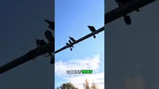 Жизнь под постоянным наблюдением: это безумие и возмутительно!