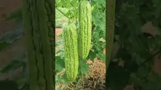 How to harvest vegetables from garden 🥬🥦 #farming #garden #shorts #vegetables