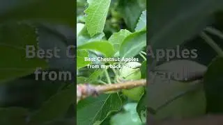 Best Chestnut Apples in my back yard!