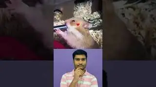 Bombastic 💞 Rat 🐹 _🍹 Drinking Rum  🍾 💦 😻  #viral #ytshorts #bombastic #rats #juce #drinking #rat