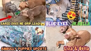 American bully 🐶Puppies For Sale ||Pitbull VS Ambully🔥Grip Competition Hogya ||#loyaldogbreeds #vlog