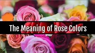 Top Florist Reveals Rose Color Secrets!