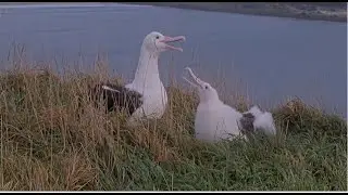 Royal Albatross ~ GLG Is Back 2 Days In A Row! RLK Arrives In Late Afternoon! 2 Feedings 💕  7.11.25