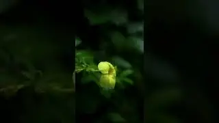 flower 🌺 street videography in mobile #videography #shorts #viral #today #flower #nature#natural#4k