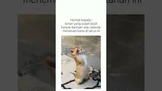 SIAP TERIMAKASIH BOSS#funnyvideo #cats #funnyvideo #catvideos #trending #komedi