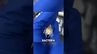 This is the most heat-resistant shrimp in the world！！