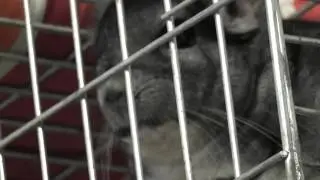 chinchilla sounds Miha shouting calling other chinchillas - guineas 00000047