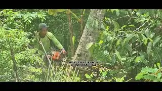 Masterful Chainsaw Operation: Expert Coconut Tree Cutting in a Serene Forest Setting