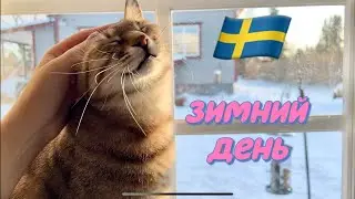 Один день из жизни в Швеции + рецепт Janssons Аrestelse