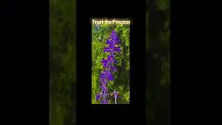 Today&rsquo;s Flower - Mealycup Sage  #Winnipeg @PictureThis App #floweridentification #photoedit