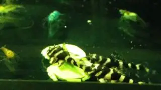 Zonancistrus Brachyurus L168 - večeře