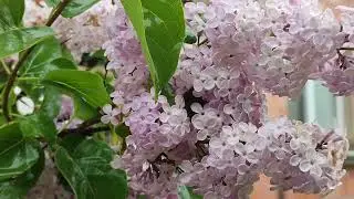 Горохів у дощі...а Дощ у Душі...автор пісні Ю.Лазірко.
