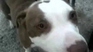 Pitbull manso.mp4