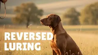 December Challenge | Dag 10 – Reversed Luring