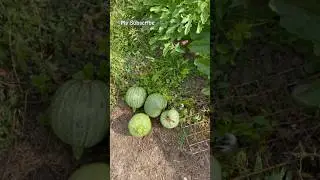 Harvesting round zucchini/tinda 🌱💚😋#crops#vegtables#tinday#allotment#wow#grow#viral#subscribe