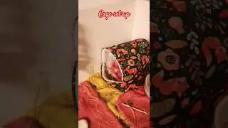 Guinea pig Cage set part 2 #guineapig #cagesetup #cuteguineapig #cagecleaning #guineapigcagecleaning