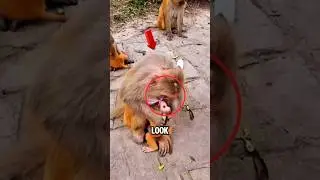 Rare Wildlife Moment: Mother Monkey&rsquo;s Tender Love in the Wild #Nature #wildlife #animals #mother