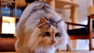 The Living Room Is Their Playground- Fluffy Cats at Play | 2-year-old Cute Norwegian Forest Cat