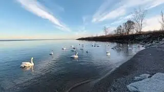 With my trumpeter swan friends 三