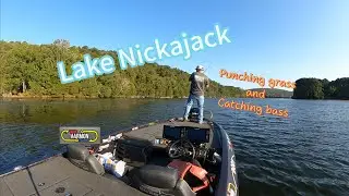 Punching grass and catching bass on lake Nickajack #bassfishing #punchinggrassandcatchingbass