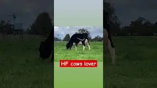 #dairyindustry #animal #hfbreed #milk #up #breedscore #milkqueen