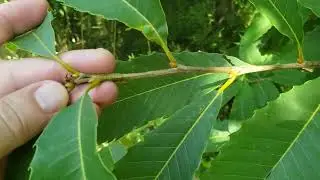 ID That Tree: American Chestnut