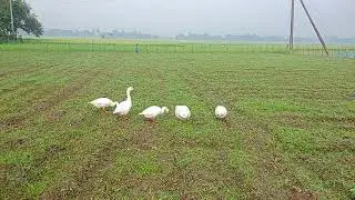 The swan is eating grass.