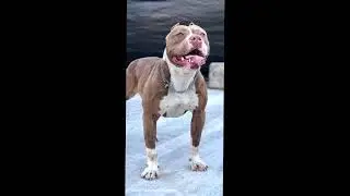 K&ouml;peklerin k&uuml;&ccedil;&uuml;k halleri vs B&Uuml;Y&Uuml;K HALLERİ 🐶 #shorts #fyp