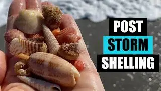 Looking for shells after a storm. What did Hurricane Erin leave behind in SE Florida?