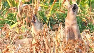 Fox Sound-- LIVE Jackal Sound--Sheyal er Dak--Golden Jackal Howling -Jackal Call- Fox call